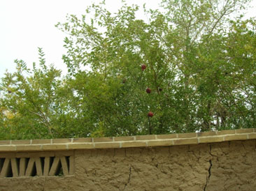 « ستاره ی گم شده کودکی»‌ و  «‌پشت پرچین شوریدگی»